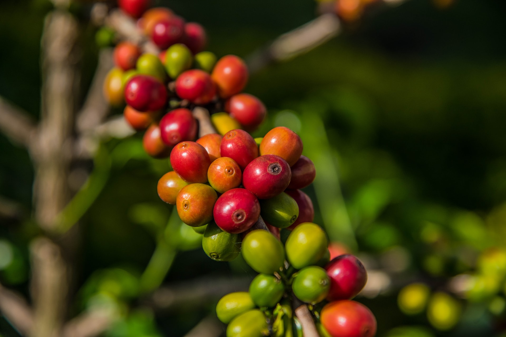 Coffee cherries